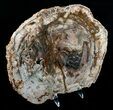 Beautiful x Petrified Wood Slab #5019-3